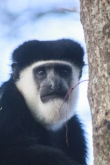 06-Abyssinian black-and-white colobus